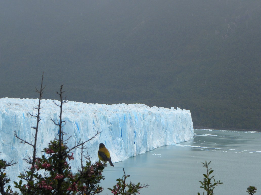 2012-01-06 (310) Glacial Perito Moreno ARG.jpg