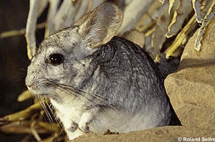 chinchila