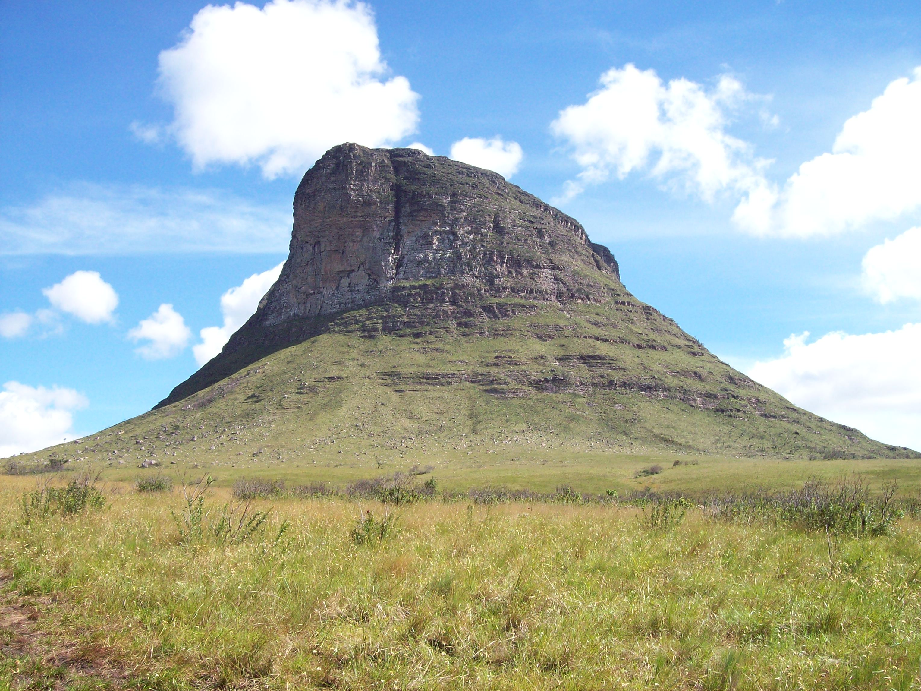 morrão