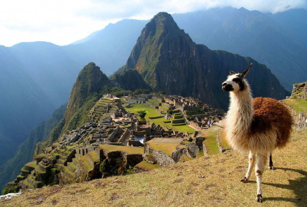 Lhama em Machu Picchu - Paweł Opaska