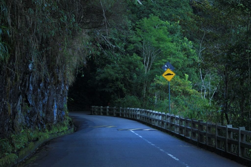 Estrada das Paineiras - Parque Nacional da Tijuca