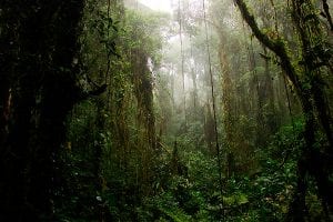 Bosque Nuboso, Monteverde - Costa Rica / Foto: Silnei L Andrade / Mochila Brasil