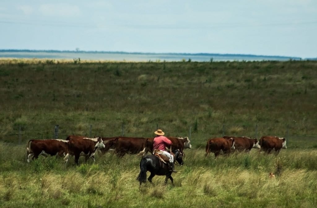 Gaúcho uruguaio em uma das diversas fazendas de criação de gado ao longo da Ruta 5 - Foto: Silnei L. Andrade