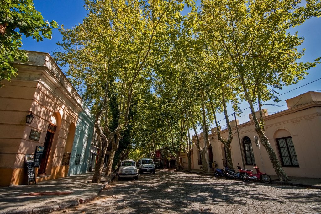 Árvores de Maple, responsável por caminhões diários de folhas secas e por muito da beleza da cidade | Foto: Silnei L Andrade / Mochila Brasil