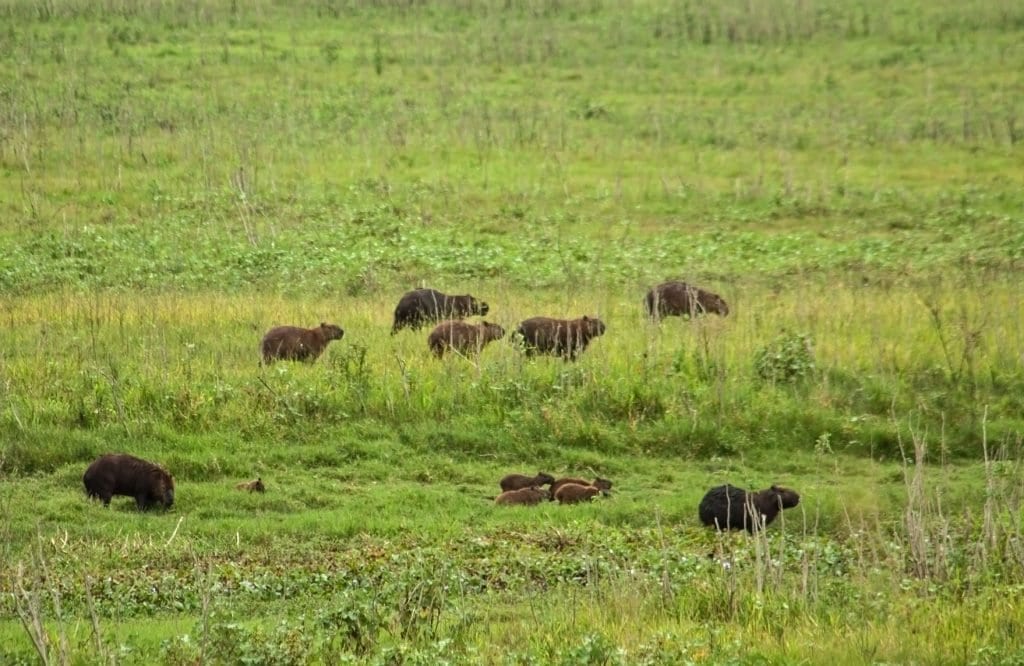 "Família" de capivaras na Estação Ecológica do Taim, já no Brasil | Foto: Silnei L Andrade / Mochila Brasil