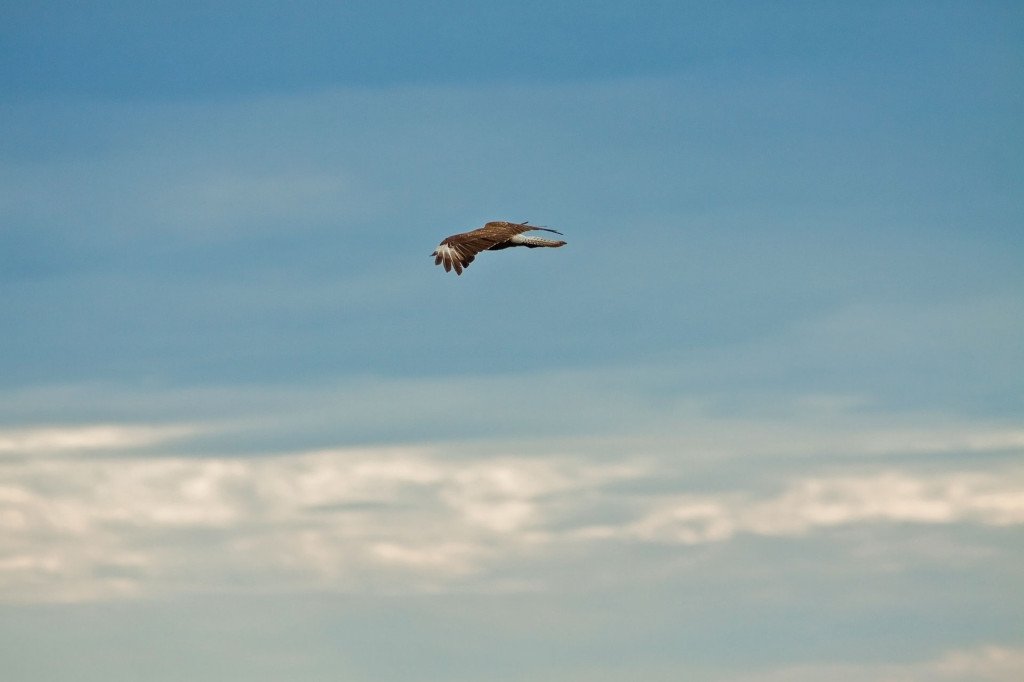 Área da estação ecológica abriga muitas aves | Foto: Silnei L Andrade / Mochila Brasil