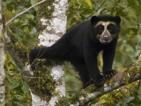 Urso de Óculos ou Urso Andino na Reserva Ecológica de Maquipucuna - Foto: Pete Oxford