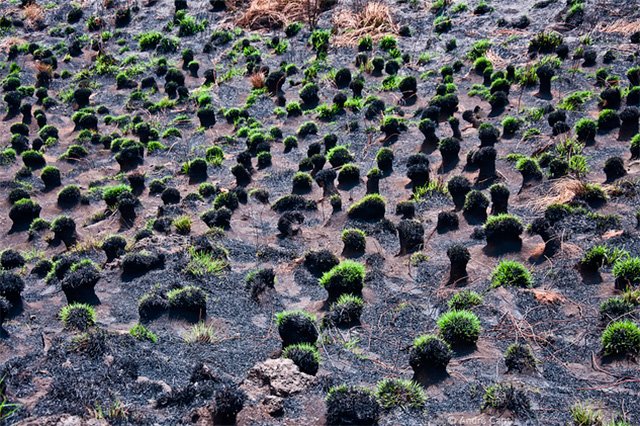 O Monte Camarão é um vulcão. Na imagem, depois da lava, vegetação nasce | Foto: André Capt&Clik