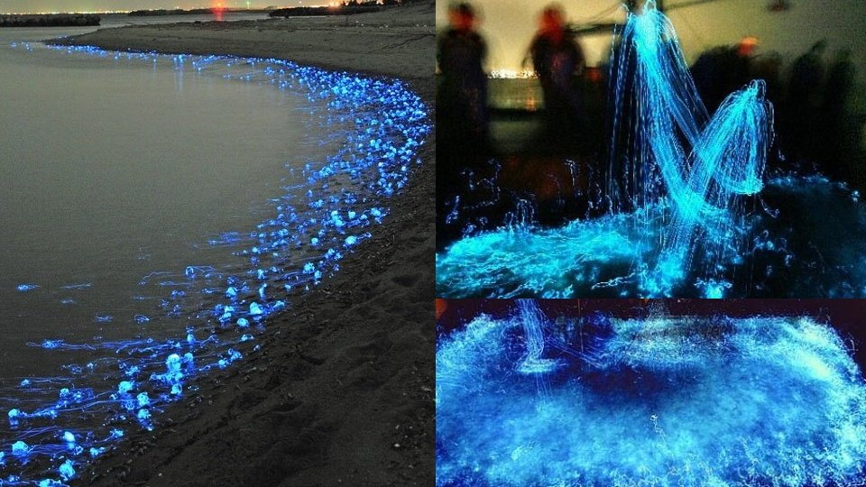 Pesca das lulas vaga-lume na baía de Toyama, Japão - Montagem Gizmodo