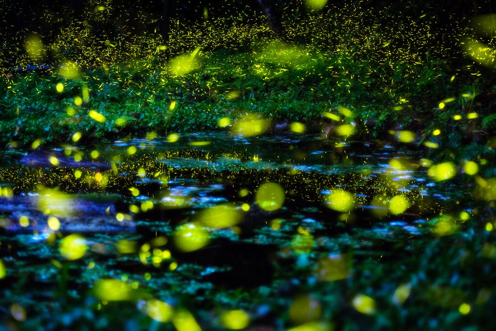 Vaga-lumes no Parque Nacional de Great Smoky Mountains - Foto: Emily Arnwine