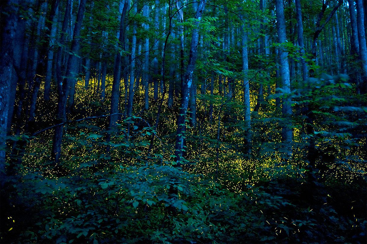 Vaga-lumes no Parque Nacional de Great Smoky Mountains -Foto: Katrien Vermeire
