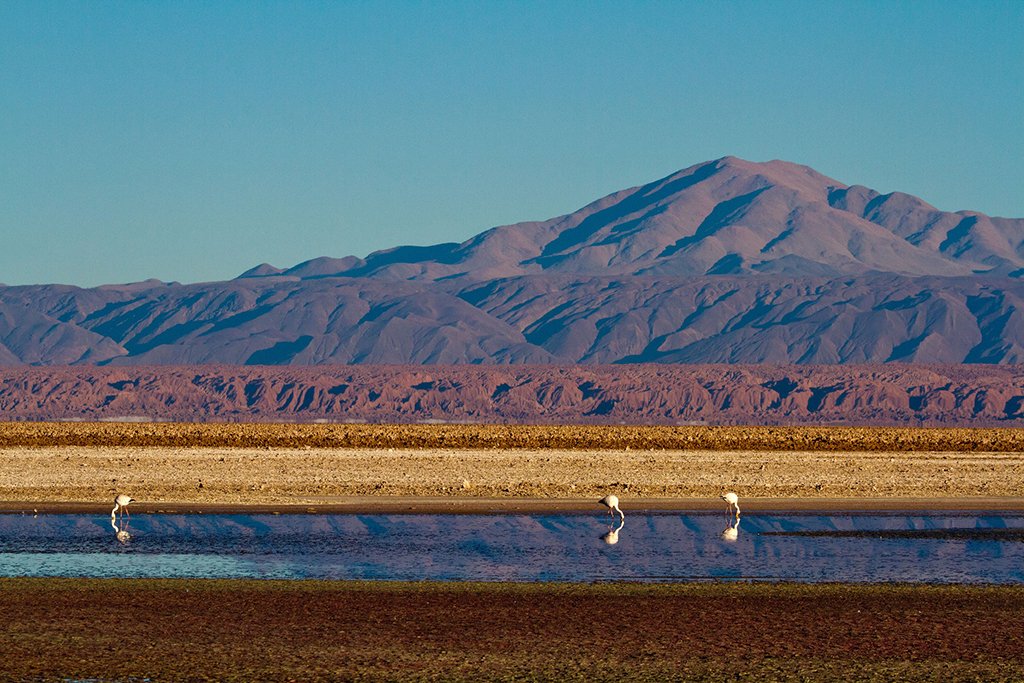 Área da Laguna Chaxa | Foto: Dwilliams851.