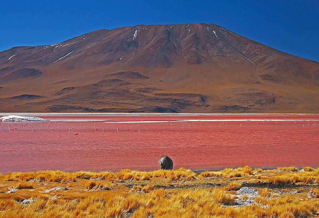 O que fazer na Bolívia: Laguna Colorada - Foto: Wikimedia Commons
