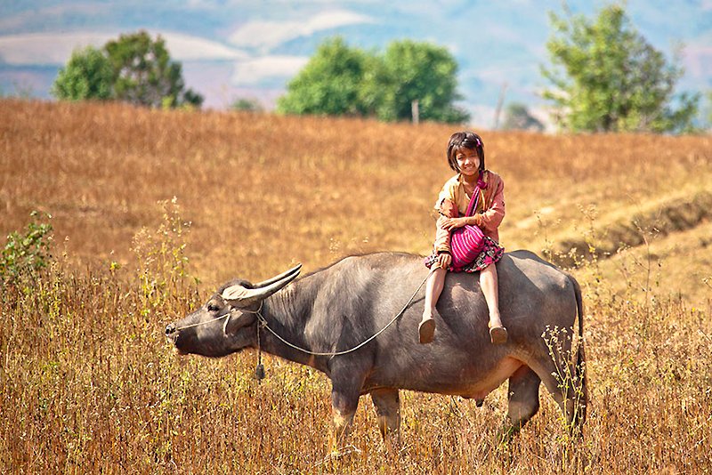 Em área de Myanmar, na falta de transporte, boi é utilizado | Foto: Andrey.