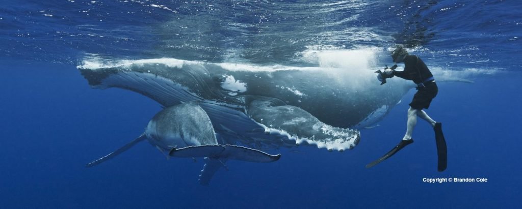 Mergulhando com Baleias Jubarte em Tonga - Foto: Brandon Cole