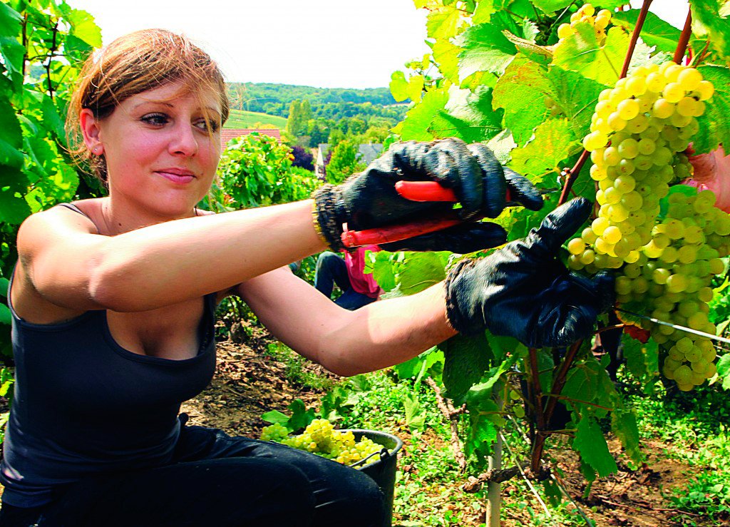 Viajante trabalha na colheita de uva, na França | Foto: Francois Nascimbeni