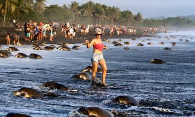 tartarugaseturistas01