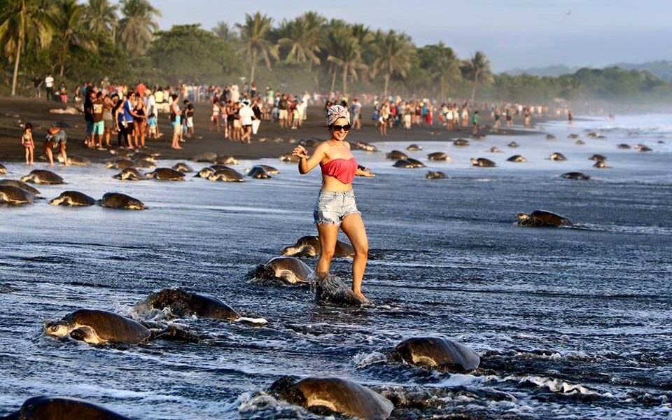 tartarugaseturistas01