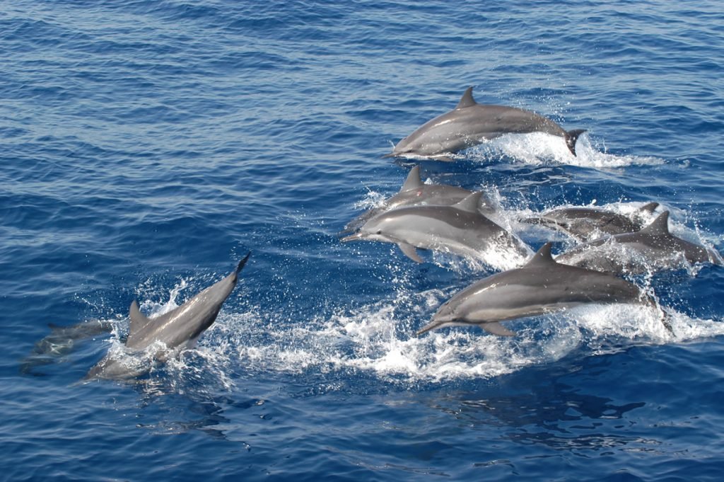 Um grupo de Golfinhos-rotadores - Foto: -Lindsay Porter