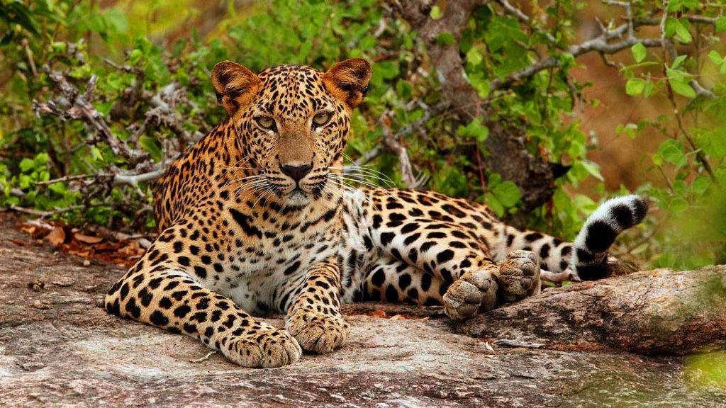  O Leopardo do Sri Lanka - Foto: raskatravel.com 