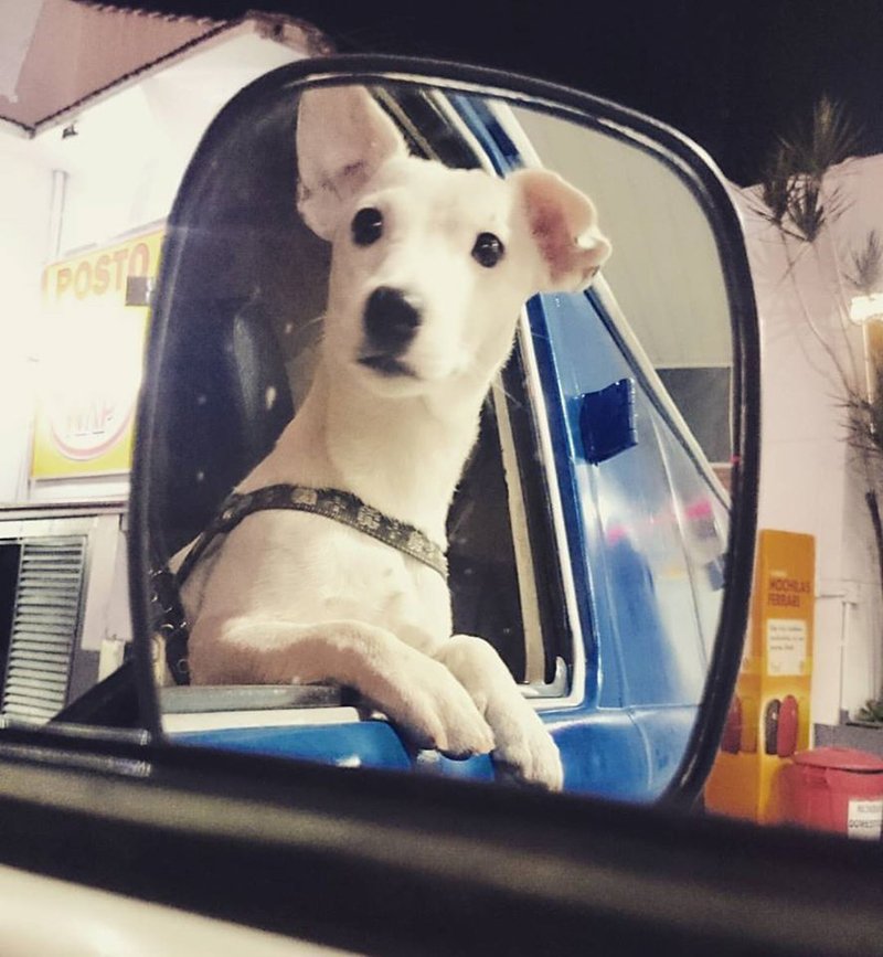 Ringo à bordo da Kombi Azul | Foto: Arquivo pessoal.