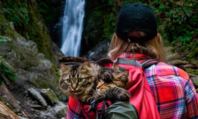 adventurecats01