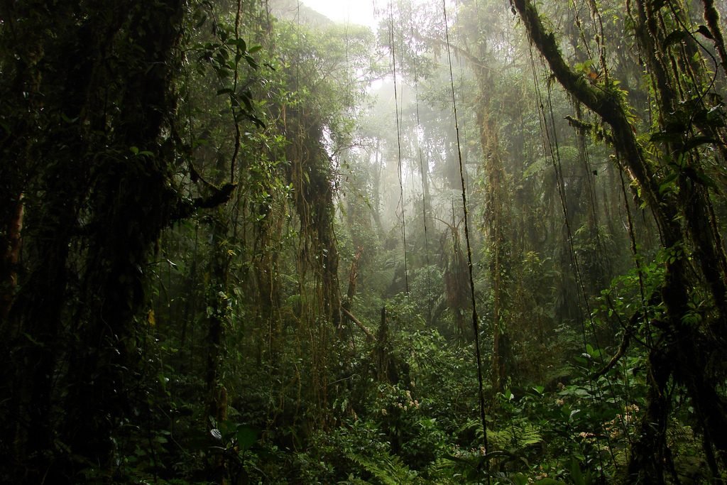 Bosque Nuboso em Santa Elena - Costa Rica - Foto: Silnei L Andrade
