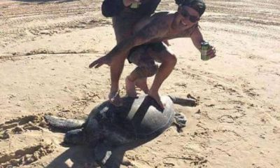 turtle2 large transjE4rHJRh55ptlvEMe93lY8GD6Khni0F2gT2FTu8BRhA