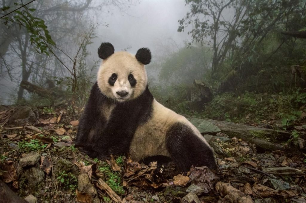 panda-adapt-1190-1