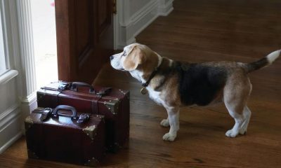 petlovers trocadehospedagem01