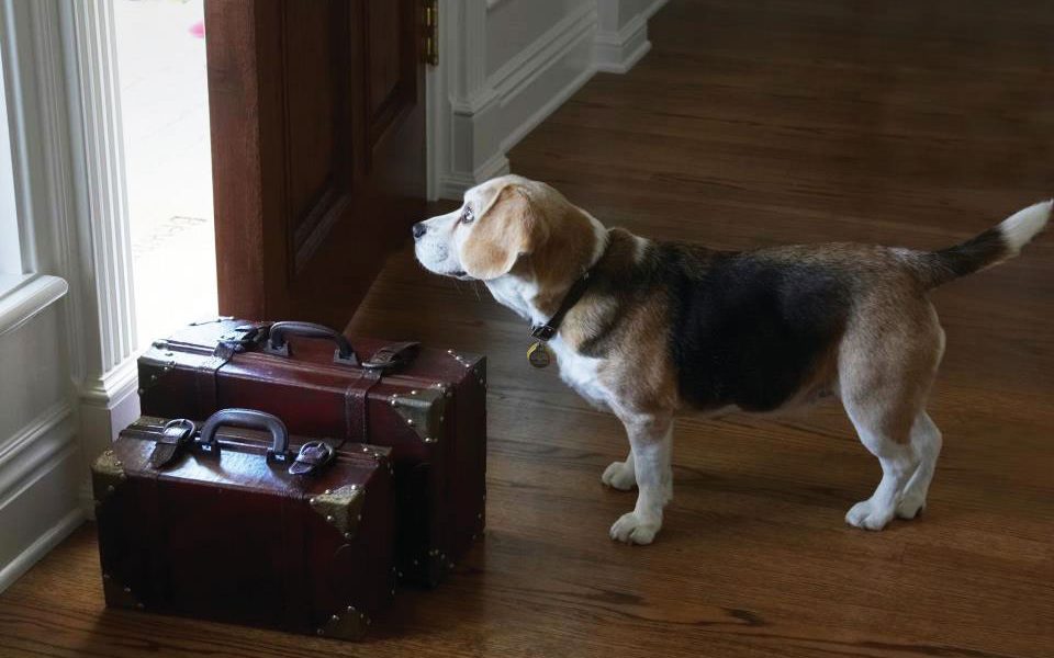 petlovers trocadehospedagem01