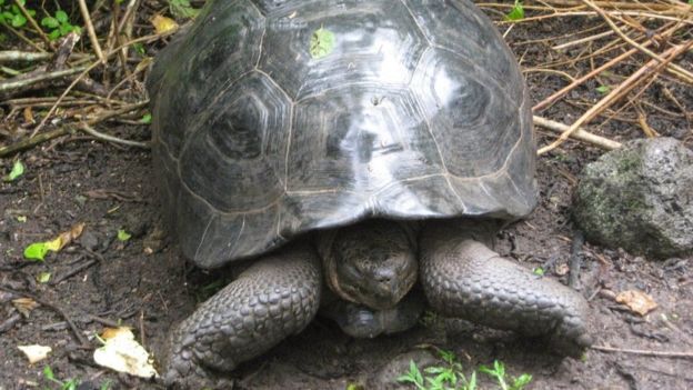 henrik tartarugagigantegalapagos