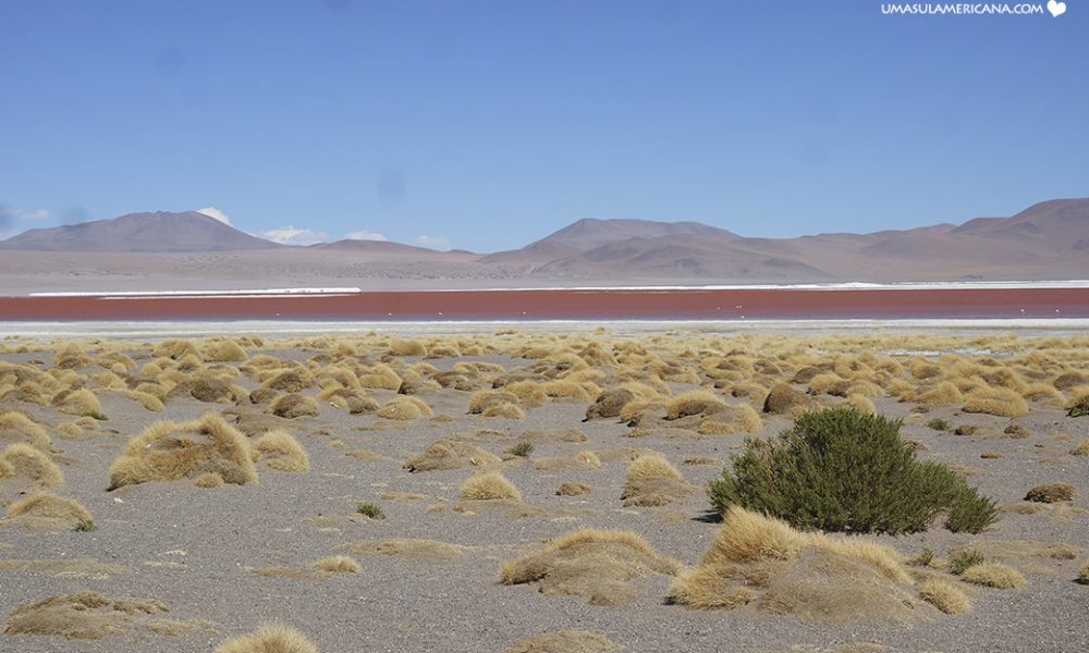 Relato Salar de Uyuni Dia 1 Laguna Colorada 2