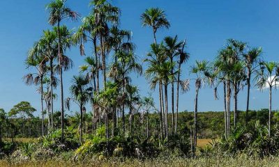 parnacamposferruginosospa01