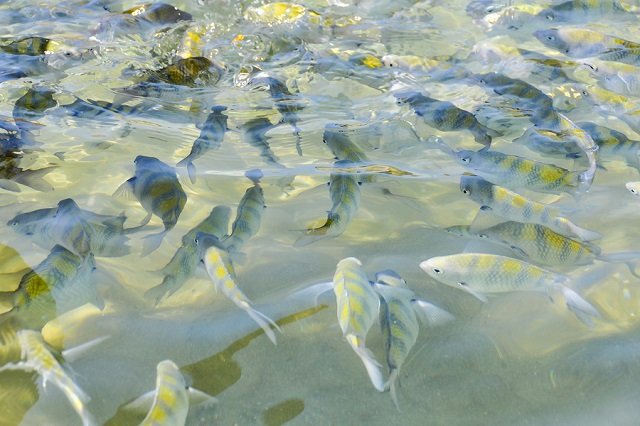 Piscinas Naturais Cachaçado, passeios para conhecer Paraty gastando pouco