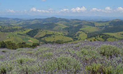 Lavandário de Cunha