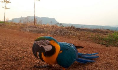 obj strip 112995 1 full