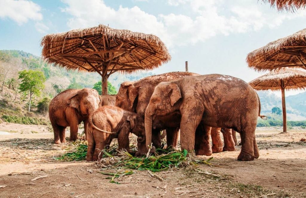 Chiang mai elephant nature park