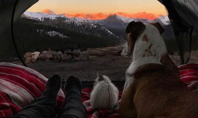 cat dog travel together henry baloo 14