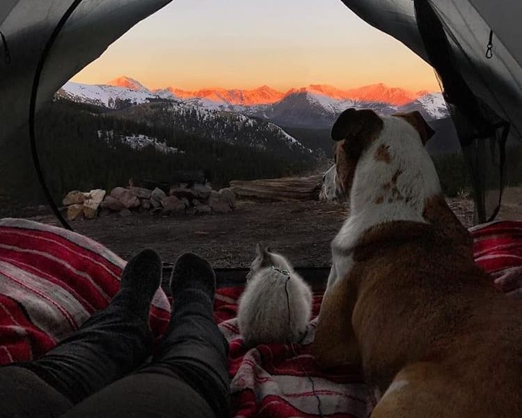 cat dog travel together henry baloo 14