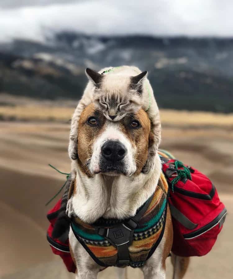 cat dog travel together henry baloo 22