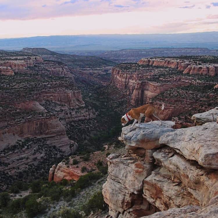 cat dog travel together henry baloo 8