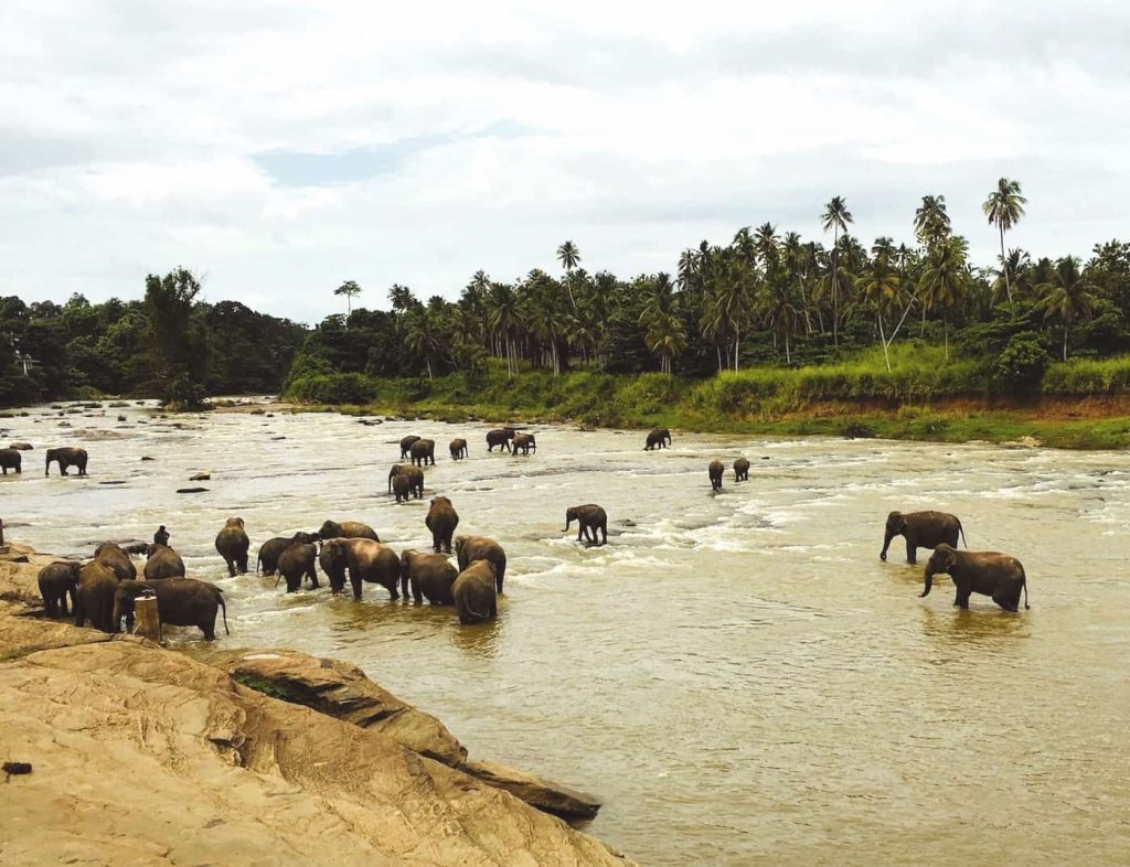  href="https://trippingunicorn.com/pt/blog/cafe-da-manha-com-elefantes-no-sri-lanka