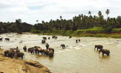 café da manhã com elefantes no Sri Lanka1