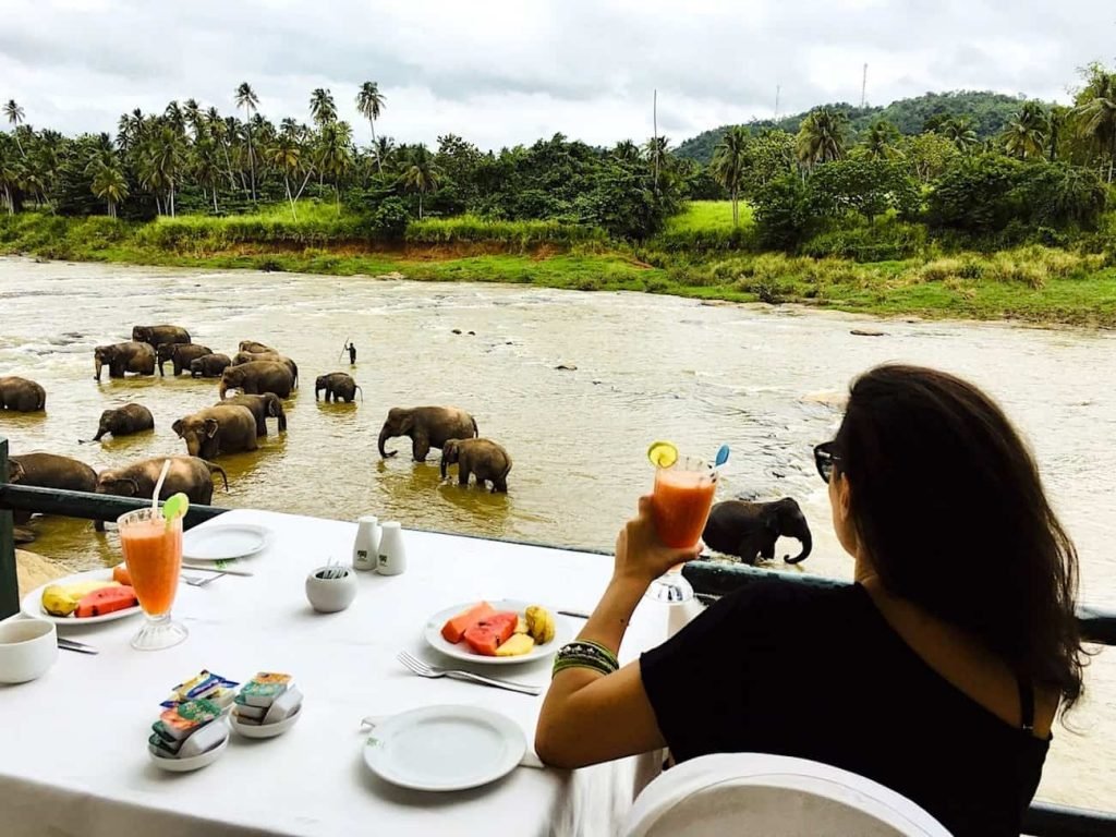 <a class="snax-figure-source" href="https://trippingunicorn.com/pt/blog/cafe-da-manha-com-elefantes-no-sri-lanka" target="_blank" noopener">https://trippingunicorn.com/pt/blog/cafe-da-manha-com-elefantes-no-sri-lanka</a>