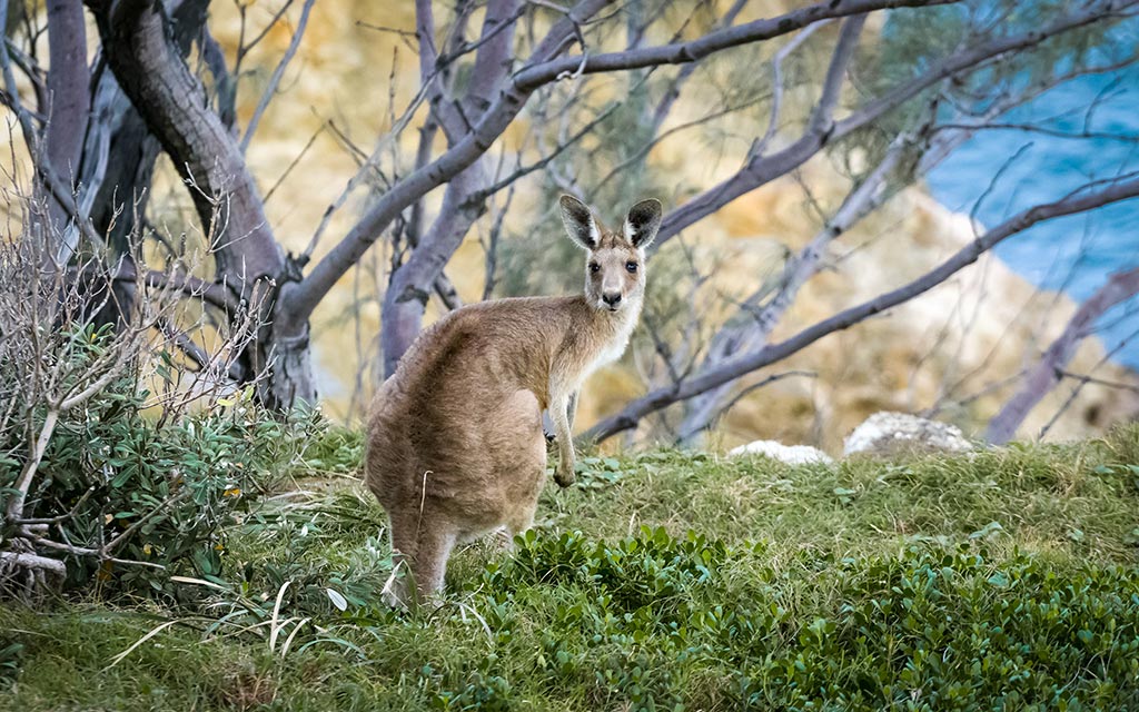 australia canguru mark gale unsplash