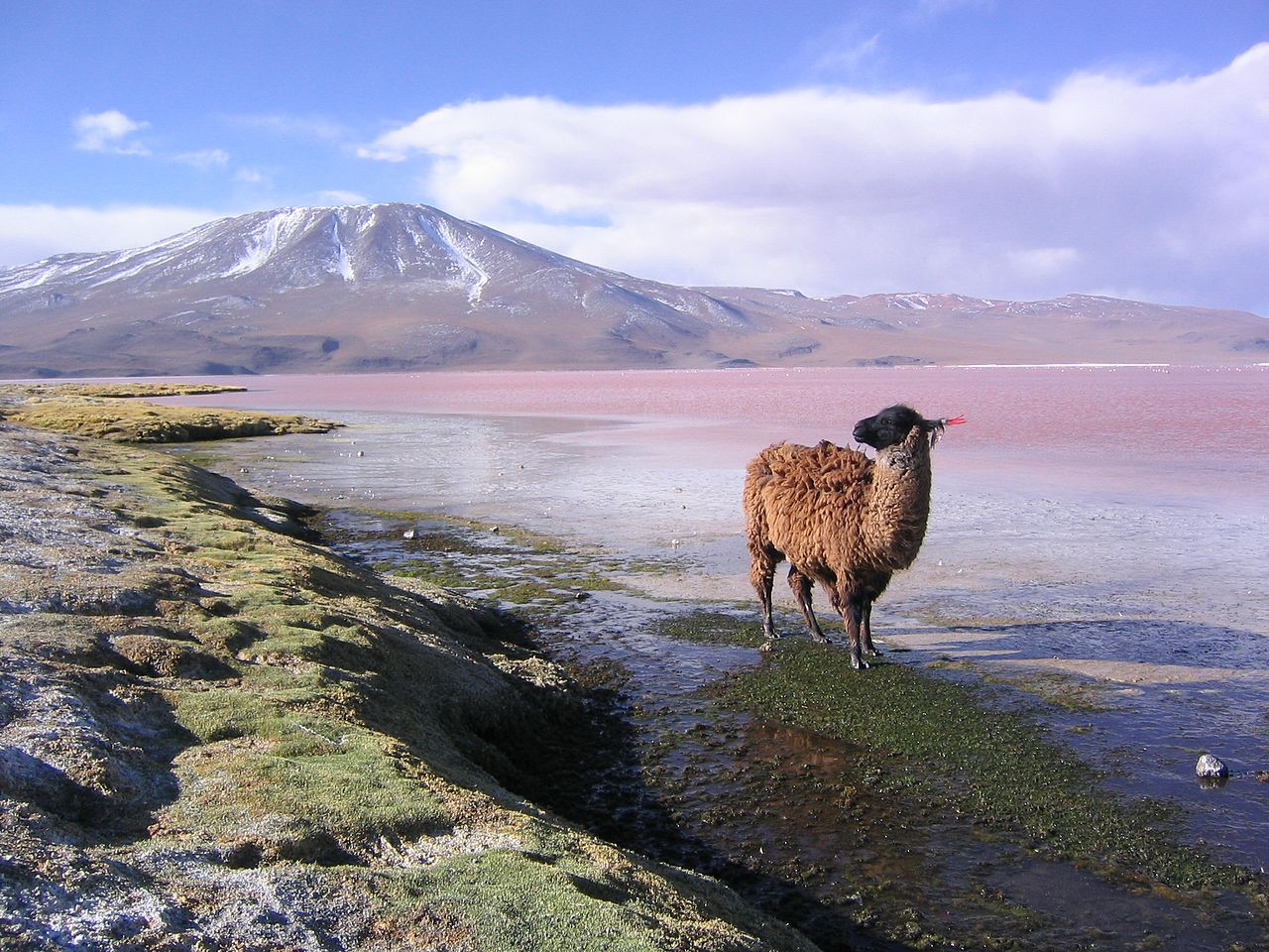 Lhama na Laguna Colorada em Potosí, Bolívia