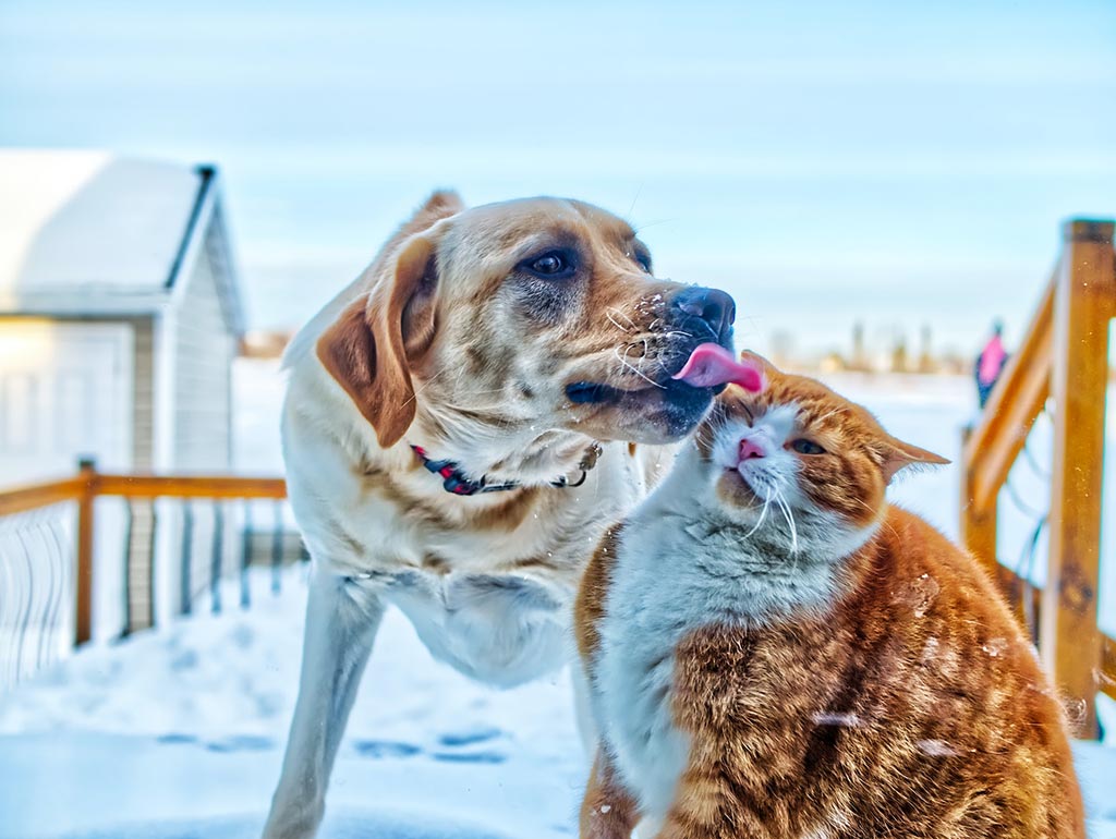 caoegato yan laurichesse unsplash