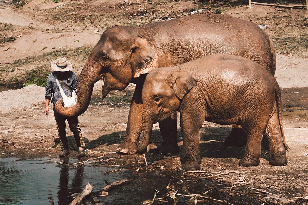 elefantesTai kym ellis Unsplash