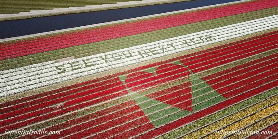 tulipasholanda coronavirus